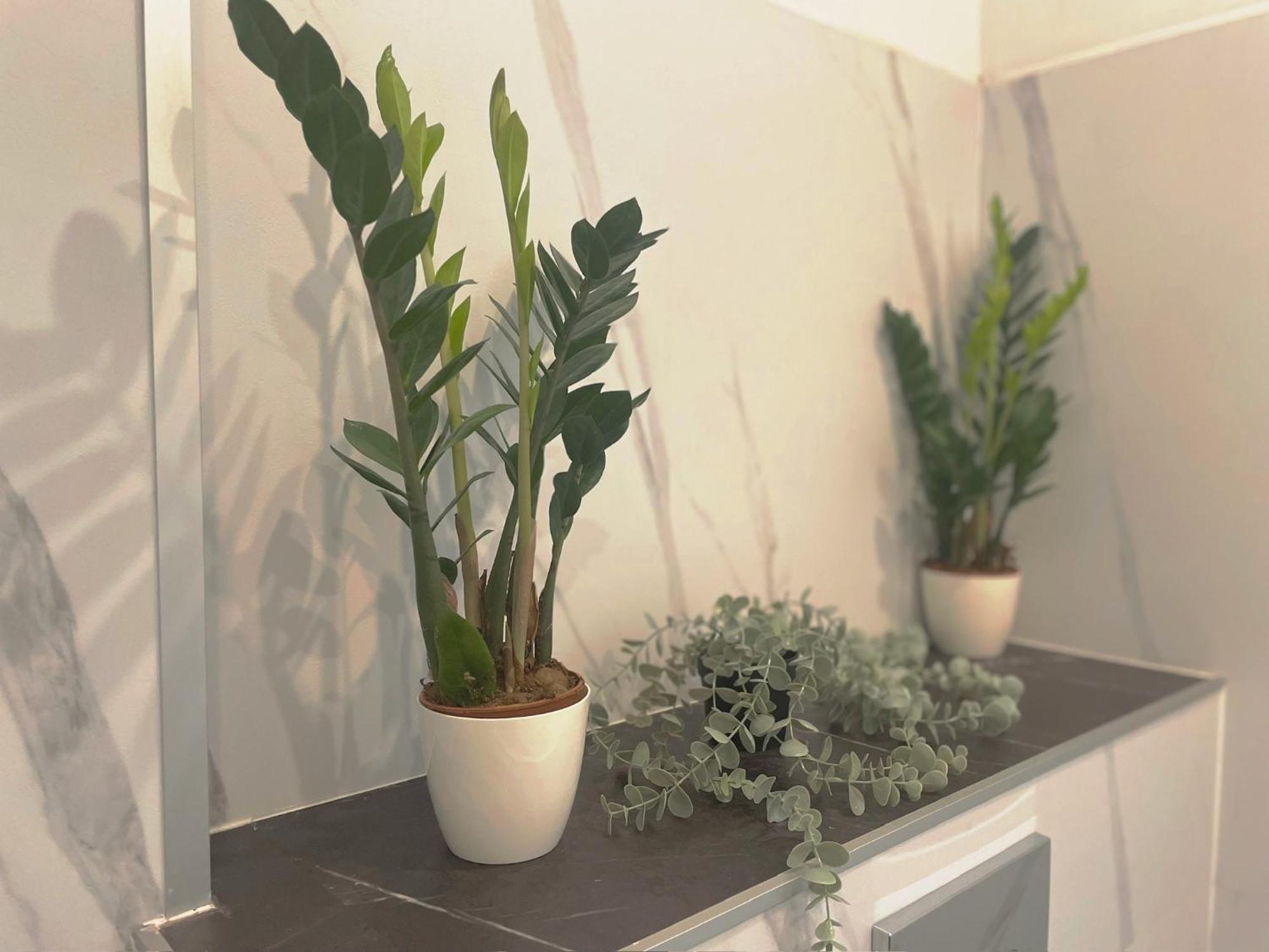 Central Apartment New Studio 科希策 外观 照片